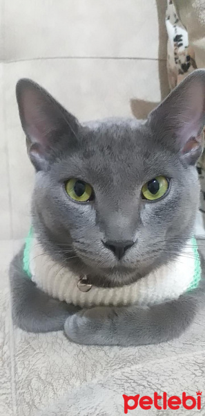 British Shorthair, Kedi  Duman fotoğrafı