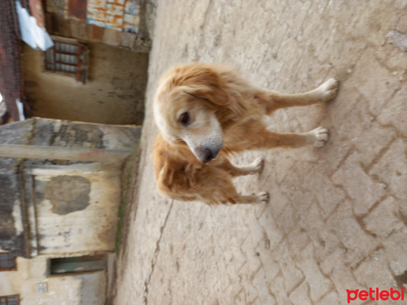 Golden Retriever, Köpek  Hera fotoğrafı