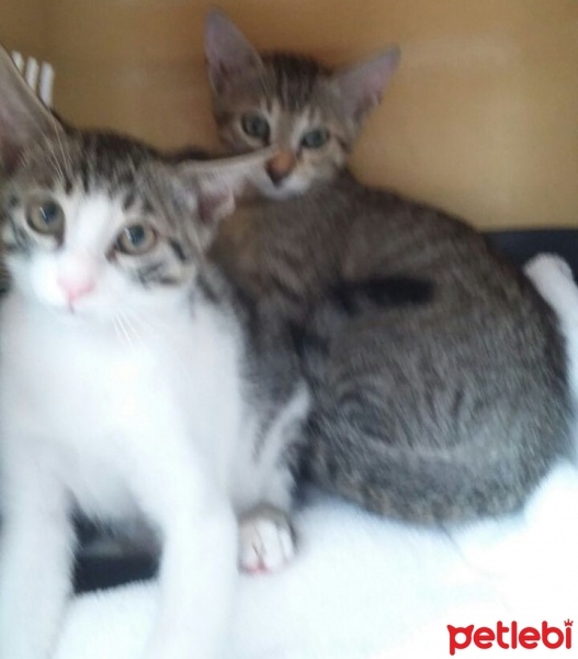 Tekir Kedi, Kedi  Claude ve Gustav fotoğrafı