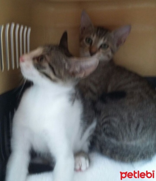 Tekir Kedi, Kedi  Claude ve Gustav fotoğrafı