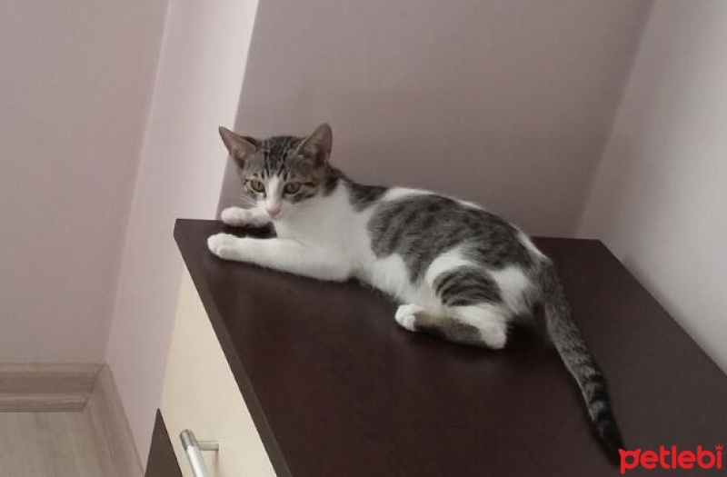 Tekir Kedi, Kedi  Claude ve Gustav fotoğrafı