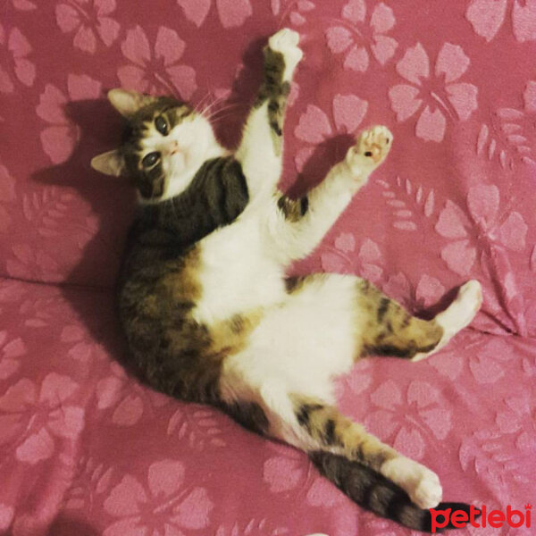 Tekir Kedi, Kedi  PAŞOŞ fotoğrafı