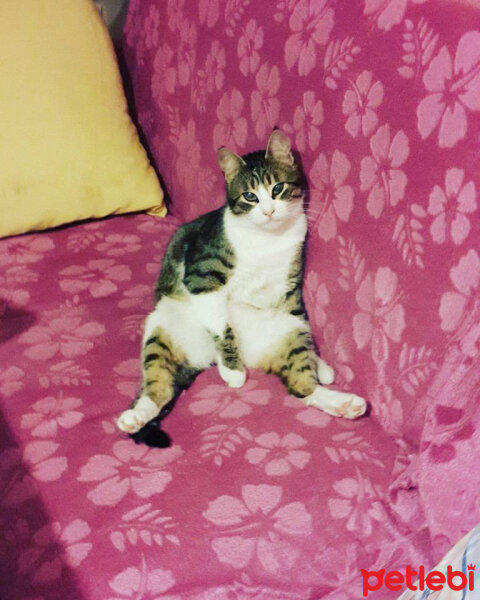 Tekir Kedi, Kedi  PAŞOŞ fotoğrafı