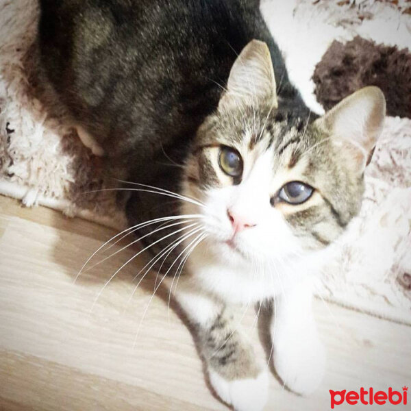 Tekir Kedi, Kedi  PAŞOŞ fotoğrafı