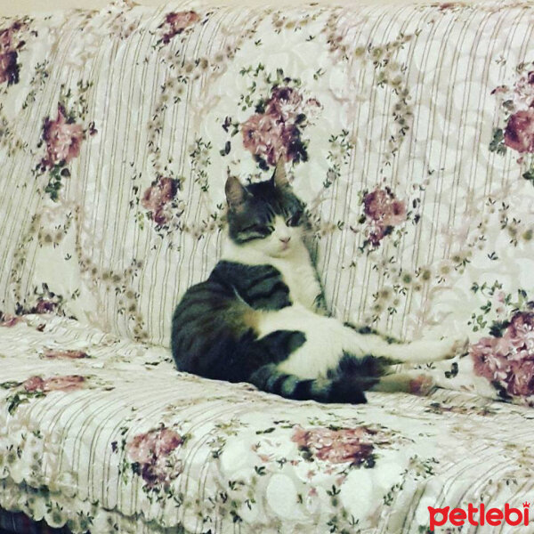 Tekir Kedi, Kedi  PAŞOŞ fotoğrafı