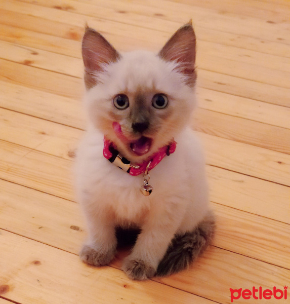 Siyam Kedisi, Kedi  Pepel fotoğrafı