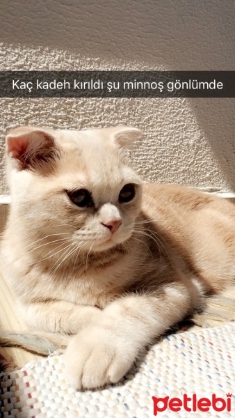Scottish Fold, Kedi  Lokum fotoğrafı