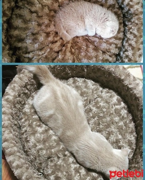 Scottish Fold, Kedi  Lokum fotoğrafı