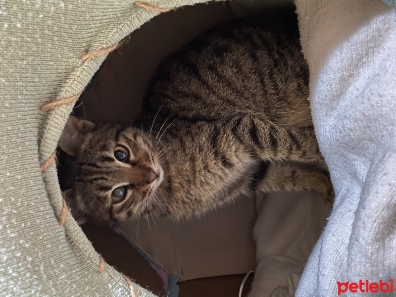 Tekir Kedi, Kedi  Erva fotoğrafı