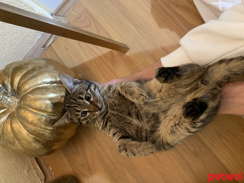 Tekir Kedi, Kedi  Erva fotoğrafı