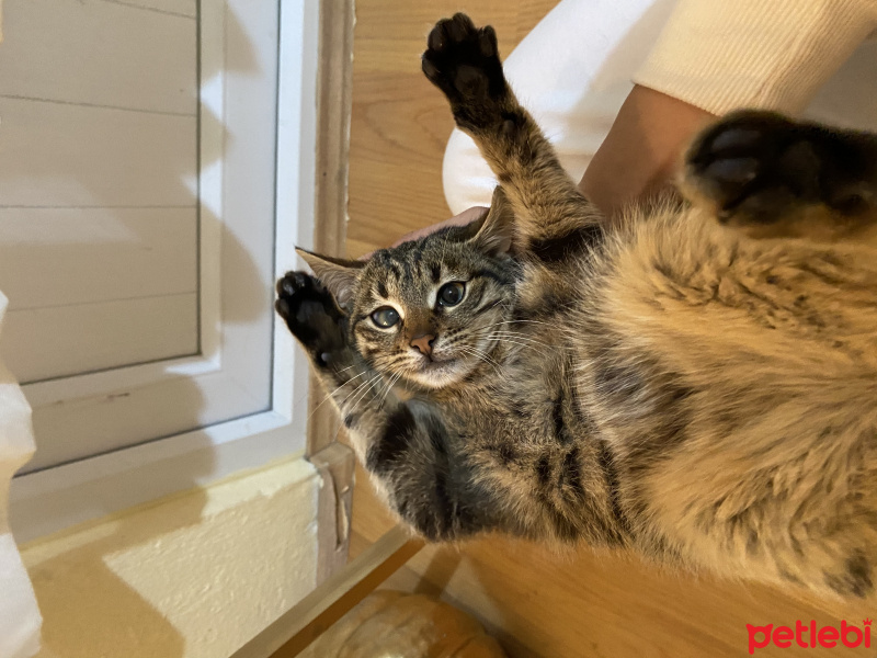 Tekir Kedi, Kedi  Erva fotoğrafı