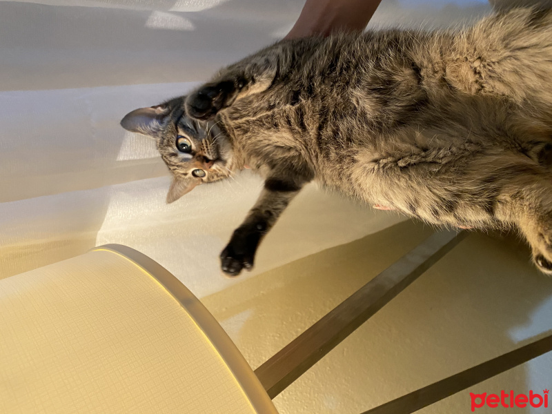 Tekir Kedi, Kedi  Erva fotoğrafı