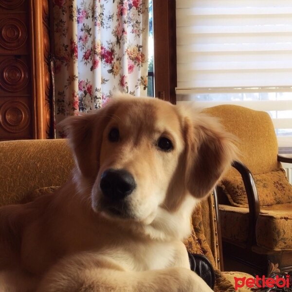 Golden Retriever, Köpek  Toprak fotoğrafı