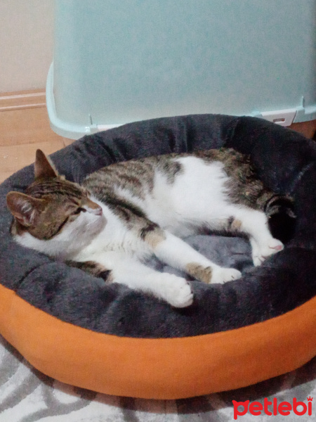 Tekir Kedi, Kedi  mia fotoğrafı