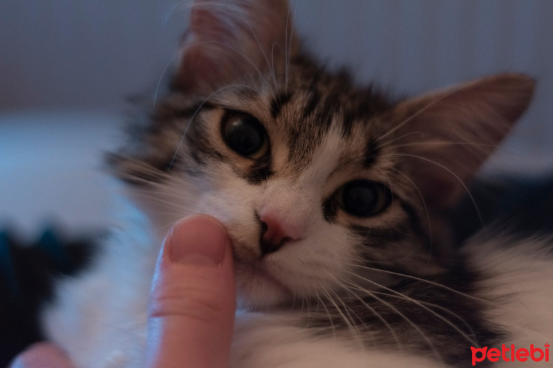 Tekir Kedi, Kedi  turşu mikmik fotoğrafı