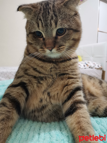 Scottish Fold, Kedi  Gofret fotoğrafı