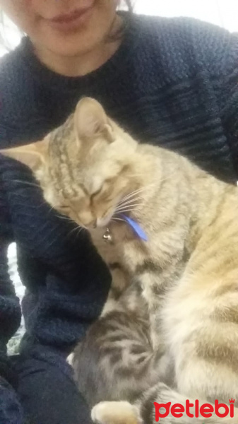 Tekir Kedi, Kedi  Fistan fotoğrafı