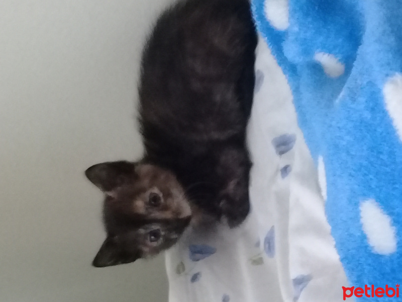 Tekir Kedi, Kedi  Ceylan fotoğrafı
