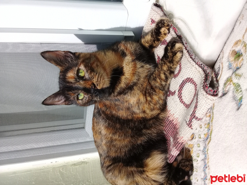 Tekir Kedi, Kedi  Ceylan fotoğrafı
