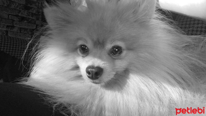 Pomeranyalı, Köpek  Fox fotoğrafı