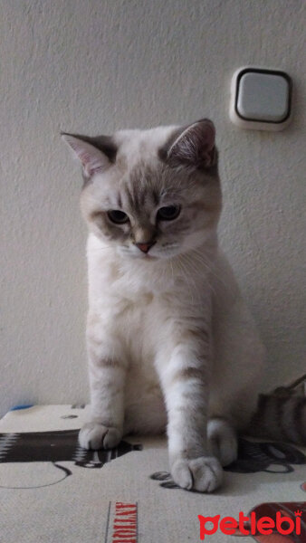 British Shorthair, Kedi  Barbie fotoğrafı