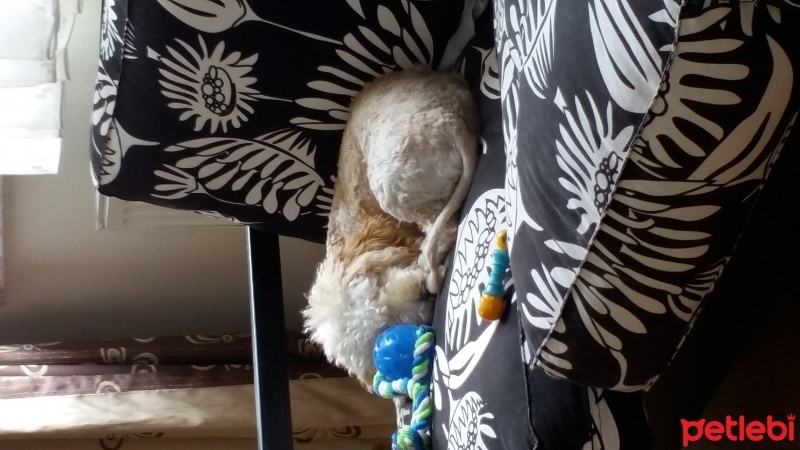 Poodle (Minyatür Kaniş), Köpek  Ozi fotoğrafı
