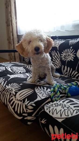 Poodle (Minyatür Kaniş), Köpek  Ozi fotoğrafı