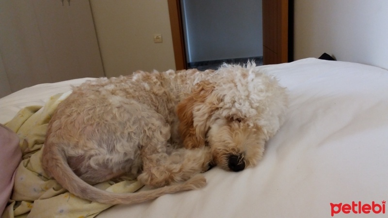 Poodle (Minyatür Kaniş), Köpek  Ozi fotoğrafı