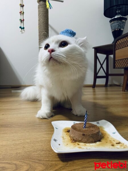 İran Kedisi (Persian), Kedi  Luti fotoğrafı