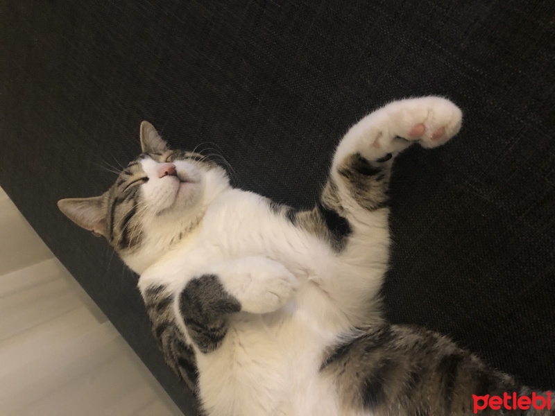 Tekir Kedi, Kedi  Cico fotoğrafı