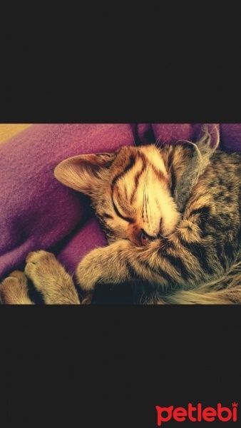 Tekir Kedi, Kedi  Leo fotoğrafı