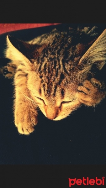 Tekir Kedi, Kedi  Leo fotoğrafı