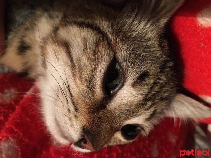 Tekir Kedi, Kedi  Leo fotoğrafı