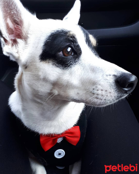 Jack Russell Terrier, Köpek  pablo fotoğrafı