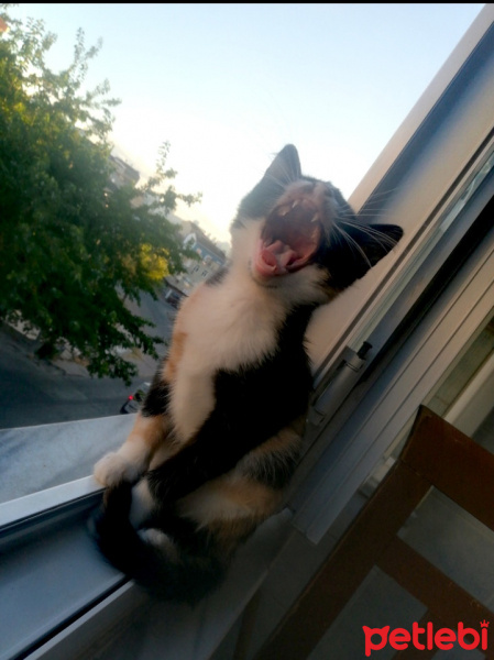 Tekir Kedi, Kedi  Aşk fotoğrafı