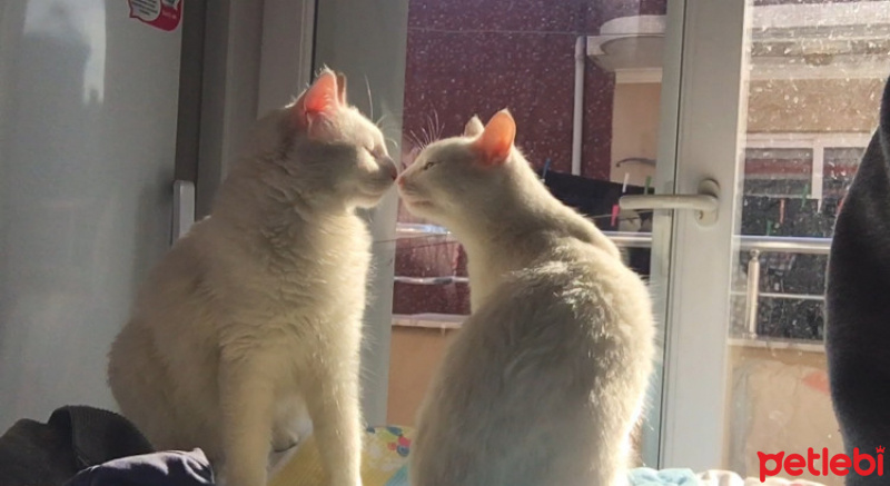 Ankara Kedisi, Kedi  lilith fotoğrafı