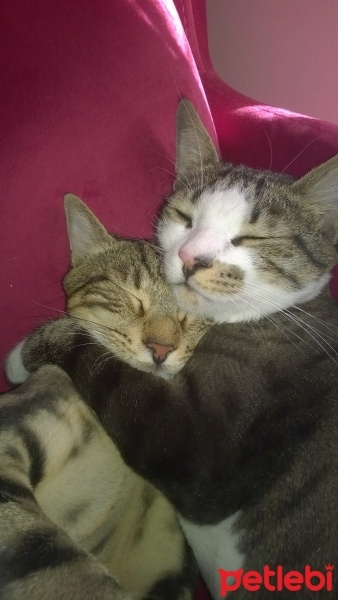 Tekir Kedi, Kedi  miskin ve tekir fotoğrafı