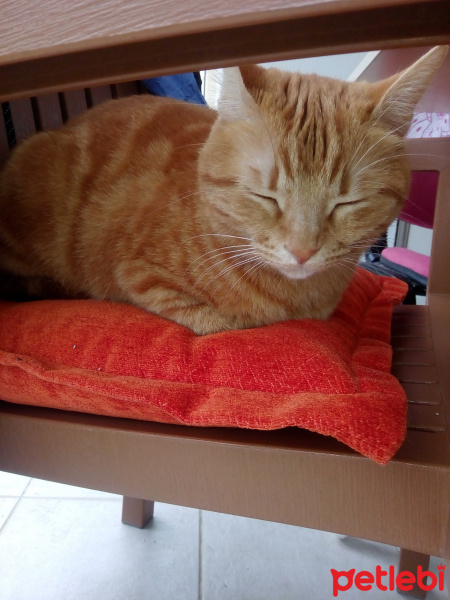 Tekir Kedi, Kedi  Behlül fotoğrafı