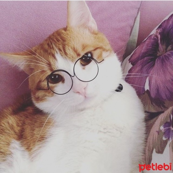 Tekir Kedi, Kedi  Mela fotoğrafı