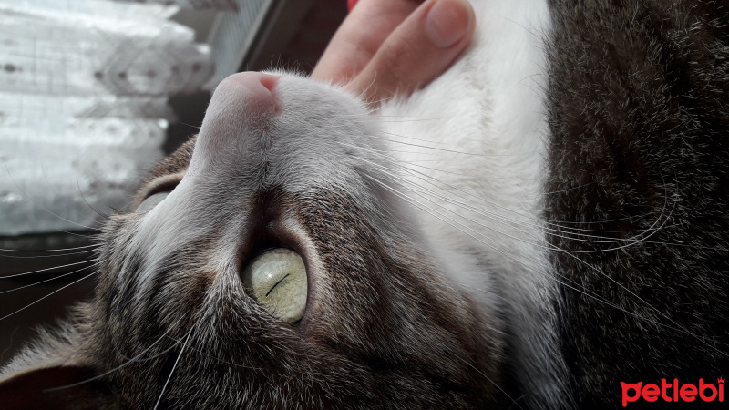 Tekir Kedi, Kedi  paşa fotoğrafı