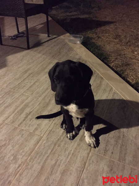 Alman Kısa Tüylü Pointer, Köpek  Beethoven fotoğrafı