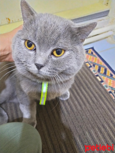 British Shorthair, Kedi  Efe fotoğrafı