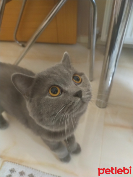 British Shorthair, Kedi  Efe fotoğrafı