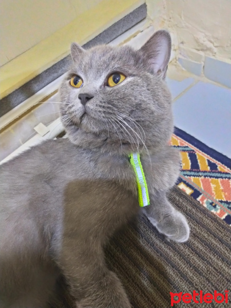 British Shorthair, Kedi  Efe fotoğrafı