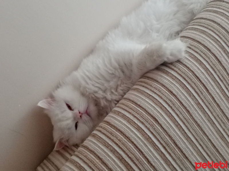 Scottish Fold, Kedi  Ceviz fotoğrafı