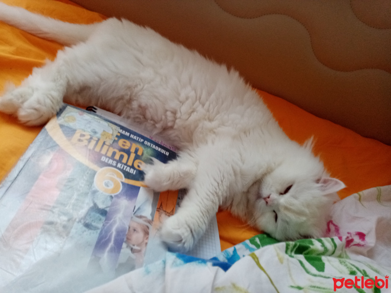 Scottish Fold, Kedi  Ceviz fotoğrafı