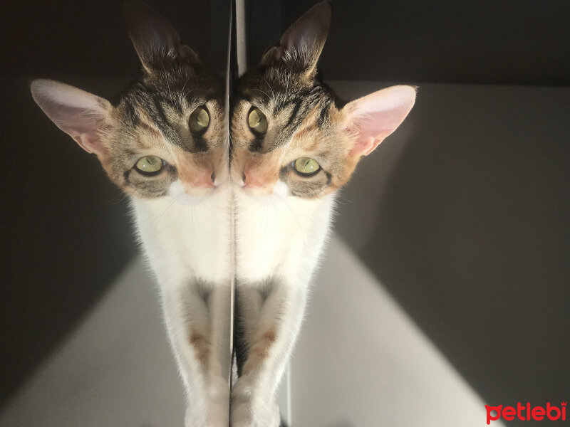 Tekir Kedi, Kedi  Luna fotoğrafı