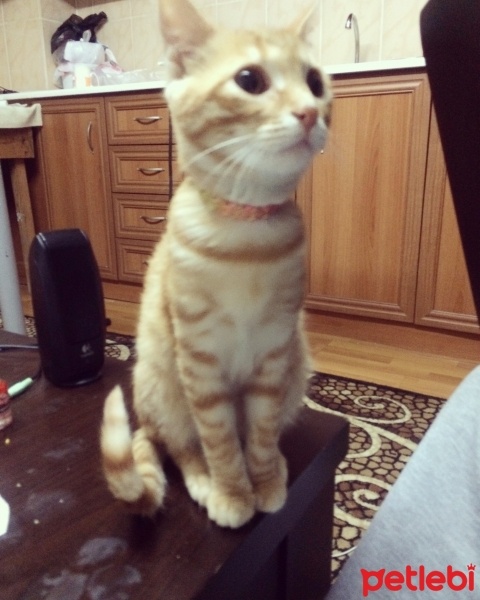 Tekir Kedi, Kedi  Misha fotoğrafı