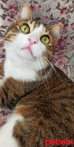 Tekir Kedi, Kedi  Miasu fotoğrafı