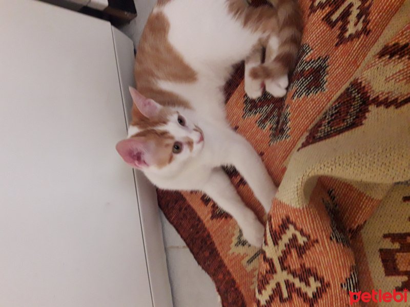 Sarman, Kedi  Karamel fotoğrafı